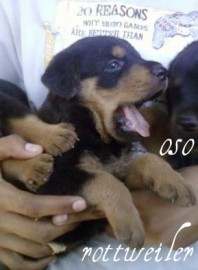 oso